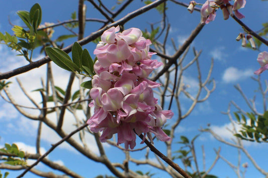 25 Gliricidia sepium Seeds, Madre de Cacao Seeds, Mexican lilac, Tree of iron Seeds - Seedsforgarden (1999-2024 ) .We Ship Seeds & Live Plants Worldwide 