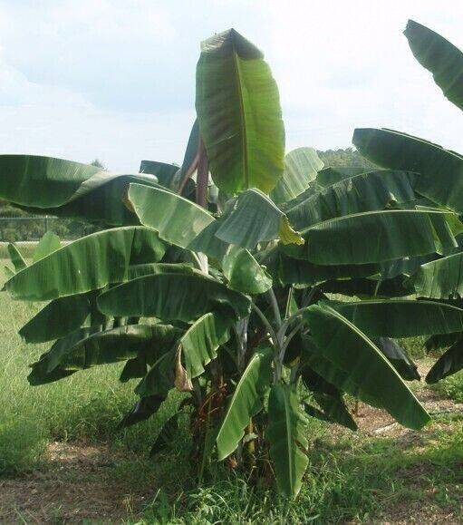 25 Musa Thomsonii Seeds, Bhutan banana Seeds, Exotic Banana Seeds - Seedsforgarden (1999-2024 ) .We Ship Seeds & Live Plants Worldwide 