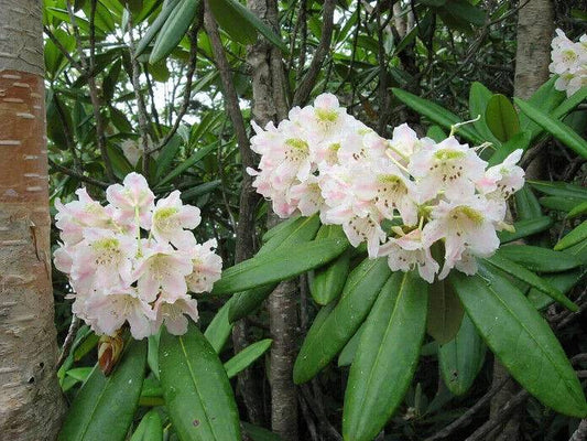50 Rhododendron brachycarpum Seeds,  Rhododendron Seeds, Exotic  Rhododendron Flower  Seeds - Seedsforgarden (1999-2024 ) .We Ship Seeds & Live Plants Worldwide 