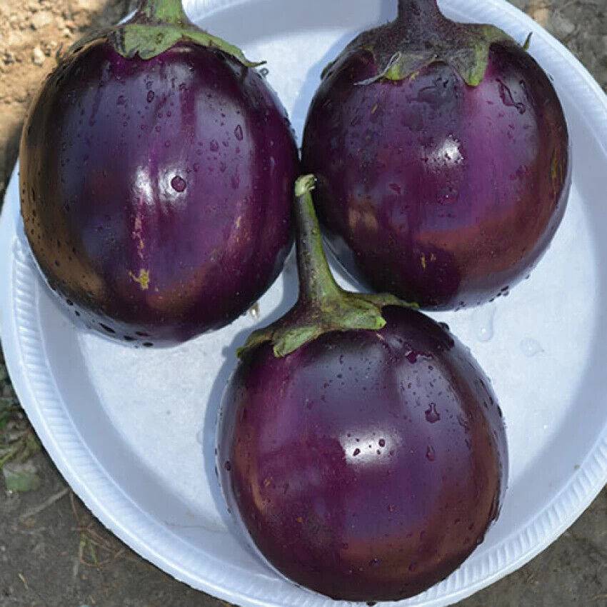 50 Purple Round Brinjal Seeds,Striped Eggplant Seed. Non-Gmo Seeds, - Seedsforgarden (1999-2024 ) .We Ship Seeds & Live Plants Worldwide 