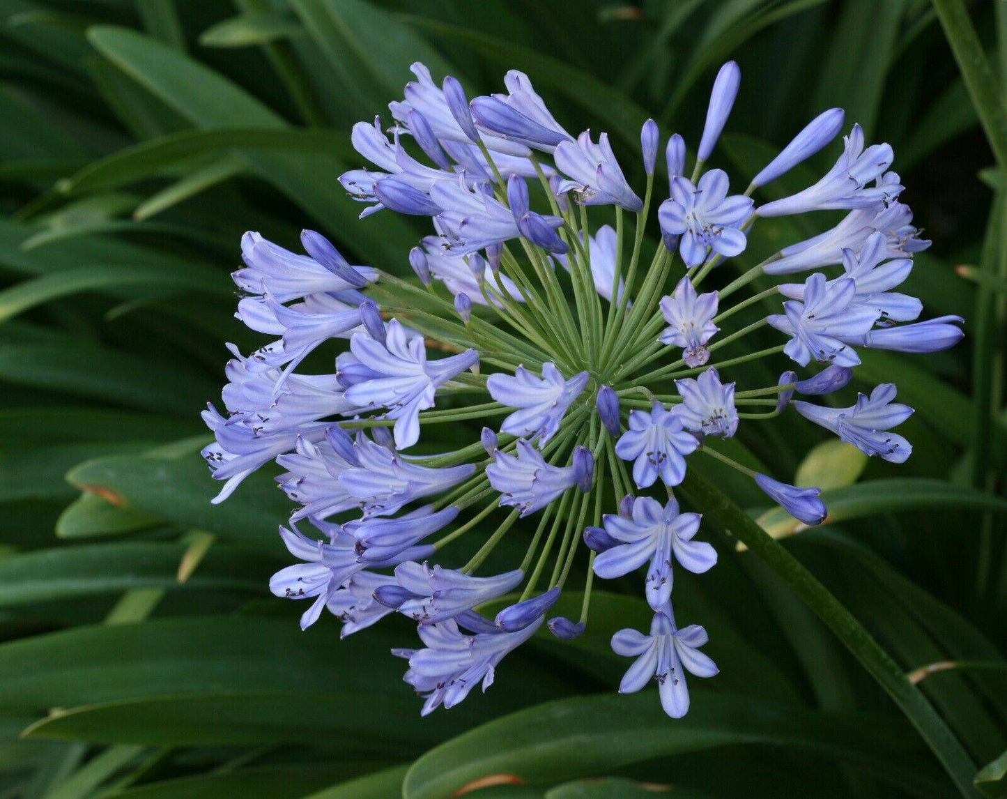 25 Agapanthus africanus Seeds, African lily, Blue Lily Seeds, Lily of the Nile - Seedsforgarden (1999-2024 ) .We Ship Seeds & Live Plants Worldwide 