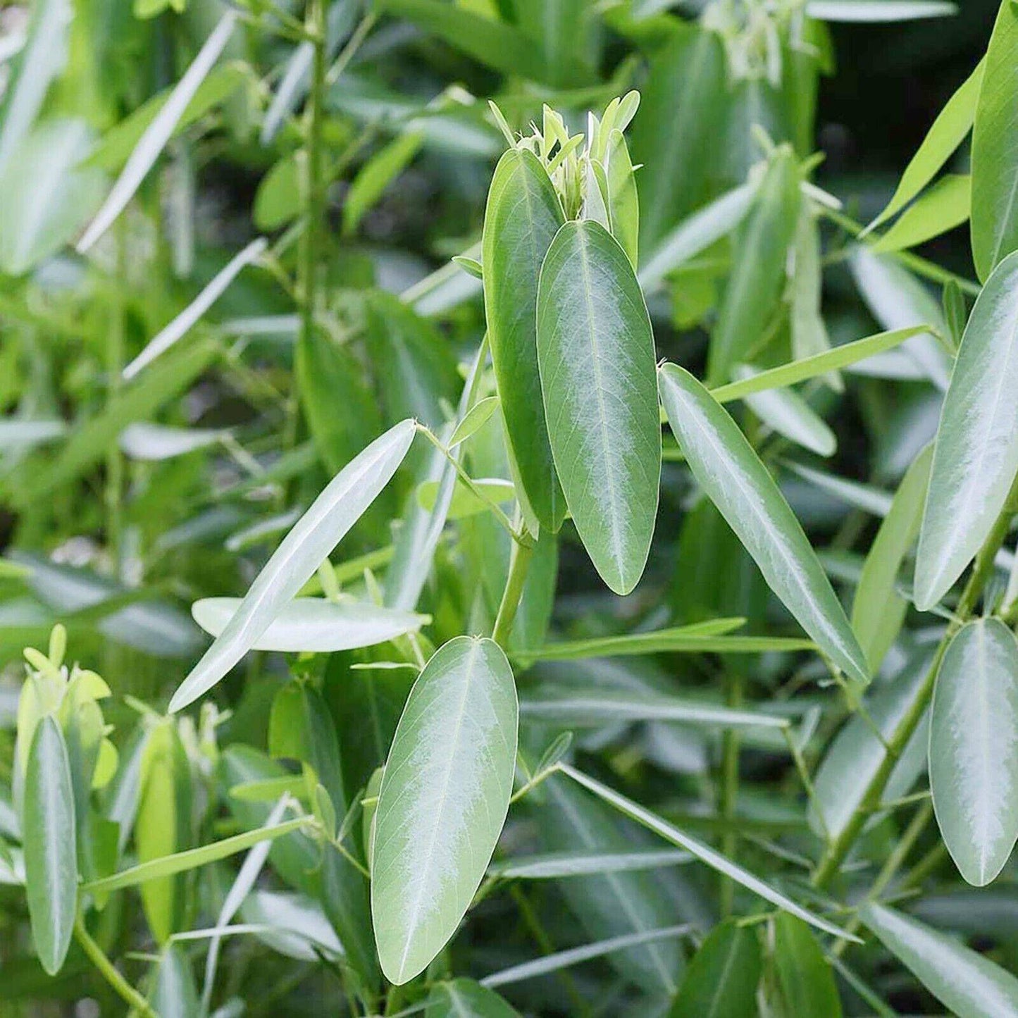 25 Desmodium gyrans Seeds ,Telegraph Plant Dancing Plant, White Variegation Leaf Seeds - Seedsforgarden (1999-2024 ) .We Ship Seeds & Live Plants Worldwide 