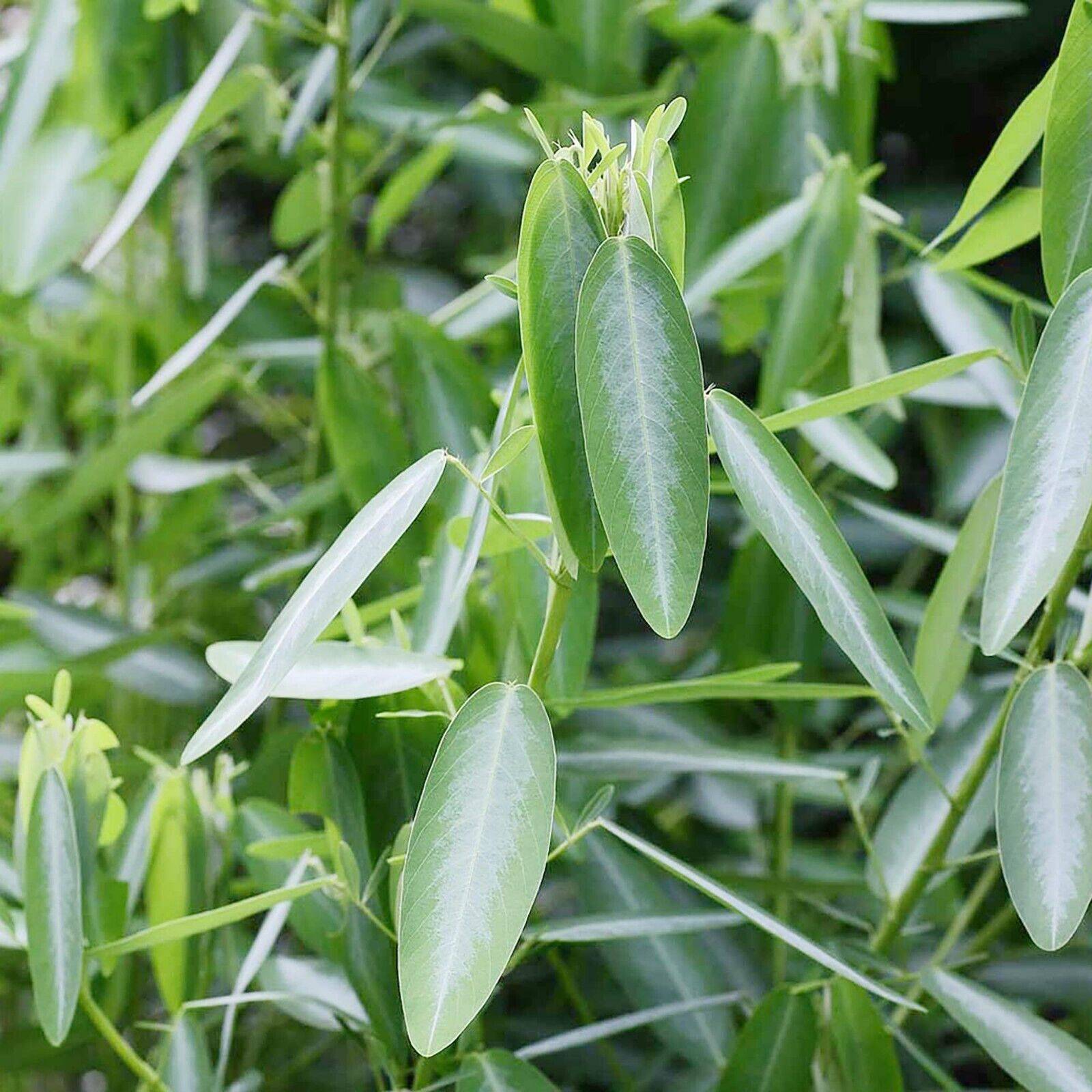25 Desmodium gyrans Seeds ,Telegraph Plant Dancing Plant, White Variegation Leaf Seeds - Seedsforgarden (1999-2024 ) .We Ship Seeds & Live Plants Worldwide 