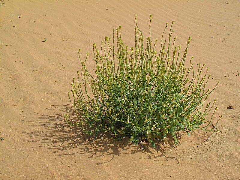 25 Schimpera arabica Seeds, Schimpera Seeds,Exotic Shrub Seeds - Seedsforgarden (1999-2024 ) .We Ship Seeds & Live Plants Worldwide 