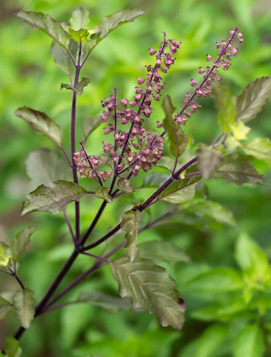 10 Ocimum sanctum Plants ,Tulsi Plants ,Holy Basil Plants, With Phytosanitary certificate - Seedsforgarden (1999-2024 ) .We Ship Seeds & Live Plants Worldwide 
