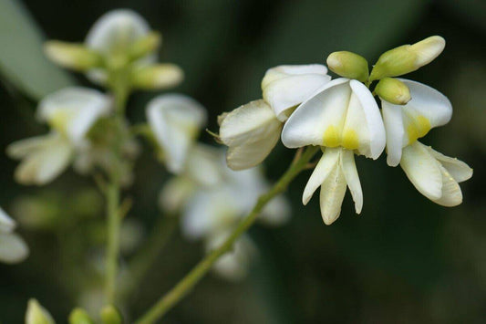 5 Japanese pagoda tree ,Styphnolobium japonicum  Seeds, Chinese scholar tree - Seedsforgarden (1999-2024 ) .We Ship Seeds & Live Plants Worldwide 