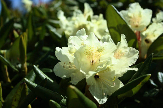 50 Rhododendron aureum Seeds, Rosebay Seeds, Golden Rhododendron, Rhododendron - Seedsforgarden (1999-2024 ) .We Ship Seeds & Live Plants Worldwide 