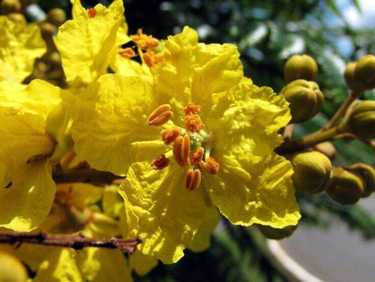 25 Peltophorum dubium Seeds .Yellow Poinciana, Copperpod, Yellow Jacaranda Seeds - Seedsforgarden (1999-2024 ) .We Ship Seeds & Live Plants Worldwide 