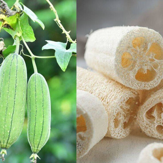 5 Luffa sepium Seeds, Sponge Gourd ,Rare Luffa  Seeds - Seedsforgarden (1999-2024 ) .We Ship Seeds & Live Plants Worldwide 