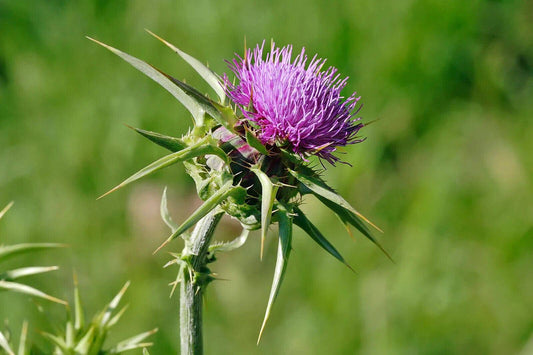100 Silybum marianum Seeds , Milk Thistle Seeds - Seedsforgarden (1999-2024 ) .We Ship Seeds & Live Plants Worldwide 