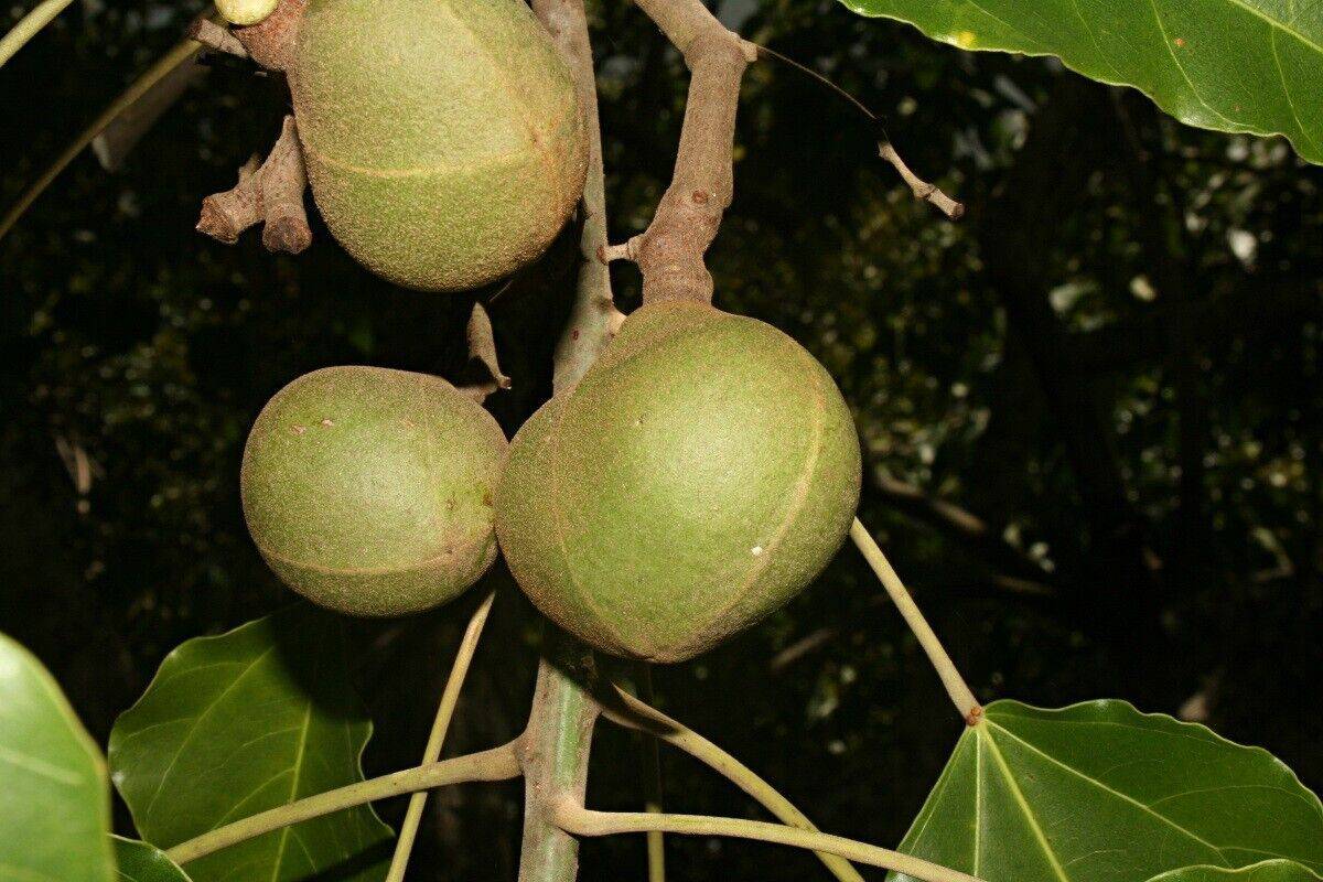 10 Aleurites moluccana Seeds, Candlenut Seeds, candleberry Tree Seeds - Seedsforgarden (1999-2024 ) .We Ship Seeds & Live Plants Worldwide 