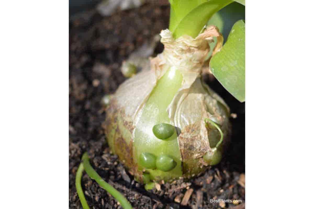 10 Ornithogalum caudatum Seeds, False Sea Onion Seeds , Pregnant onion Seeds - Seedsforgarden (1999-2024 ) .We Ship Seeds & Live Plants Worldwide 