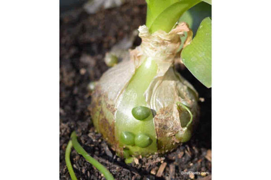 10 Ornithogalum caudatum Seeds, False Sea Onion Seeds , Pregnant onion Seeds - Seedsforgarden (1999-2024 ) .We Ship Seeds & Live Plants Worldwide 