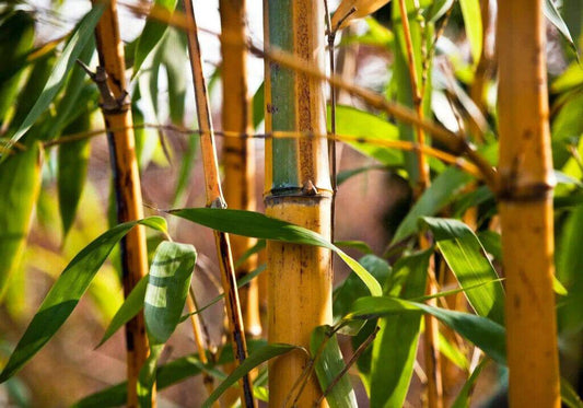 100 Bambusa arundinacea Seeds  , Clumping bamboo Seeds,  Spiny bamboo, thorny bamboo Seeds - Seedsforgarden (1999-2024 ) .We Ship Seeds & Live Plants Worldwide 