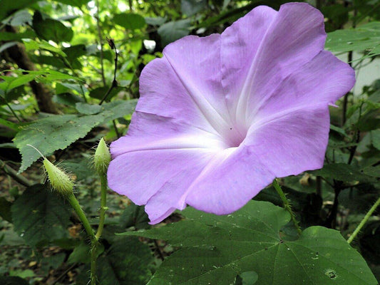 5 Ipomoea setosa Seeds,   Brazilian Morning Glory Seeds, Exotic Vine Seeds - Seedsforgarden (1999-2024 ) .We Ship Seeds & Live Plants Worldwide 