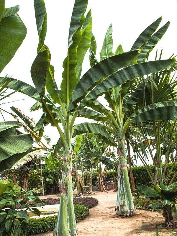 10 Ensete glaucum Seeds, Snow Banana Seeds, Banana Seeds - Seedsforgarden (1999-2024 ) .We Ship Seeds & Live Plants Worldwide 