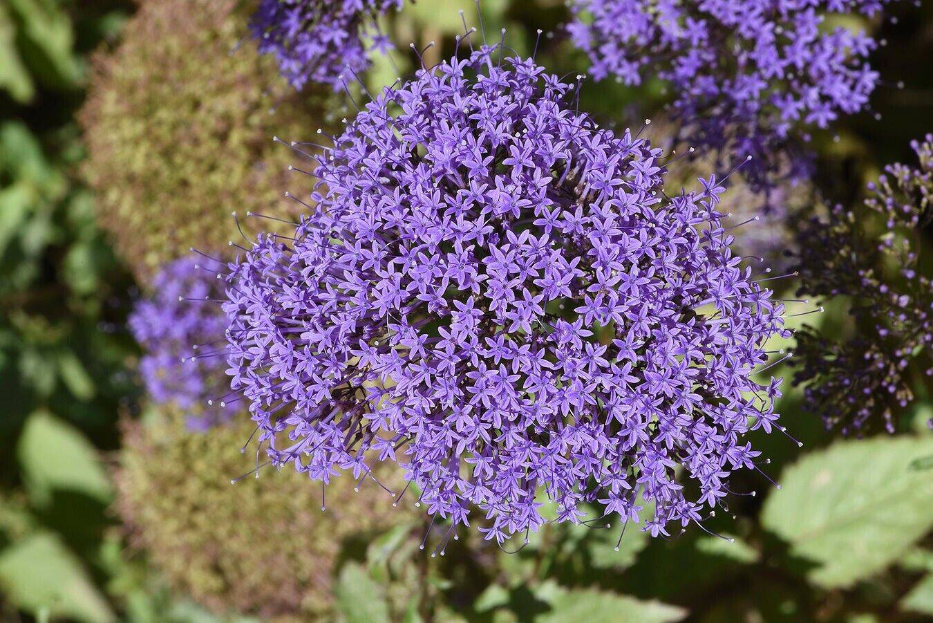 25 Trachelium caeruleum,  Blue throatwort Flower Seeds - Seedsforgarden (1999-2024 ) .We Ship Seeds & Live Plants Worldwide 