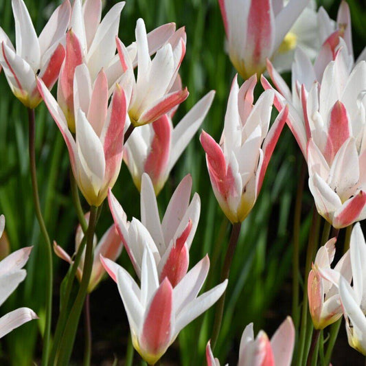 5 Tulipa clusiana var stellata,  Lady Tulip Seeds - Seedsforgarden (1999-2024 ) .We Ship Seeds & Live Plants Worldwide 