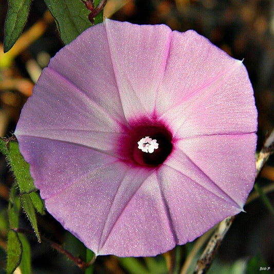 5 Ipomoea cordatotriloba Seeds , Pink Tievine Seeds, Pink Morning Glory Seeds - Seedsforgarden (1999-2024 ) .We Ship Seeds & Live Plants Worldwide 