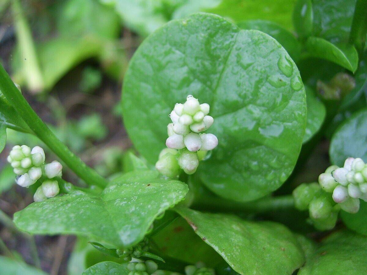 50 Basella alba Green , Green Malabar spinach, Ceylon spinach,Vine spinach Seed - Seedsforgarden (1999-2024 ) .We Ship Seeds & Live Plants Worldwide 