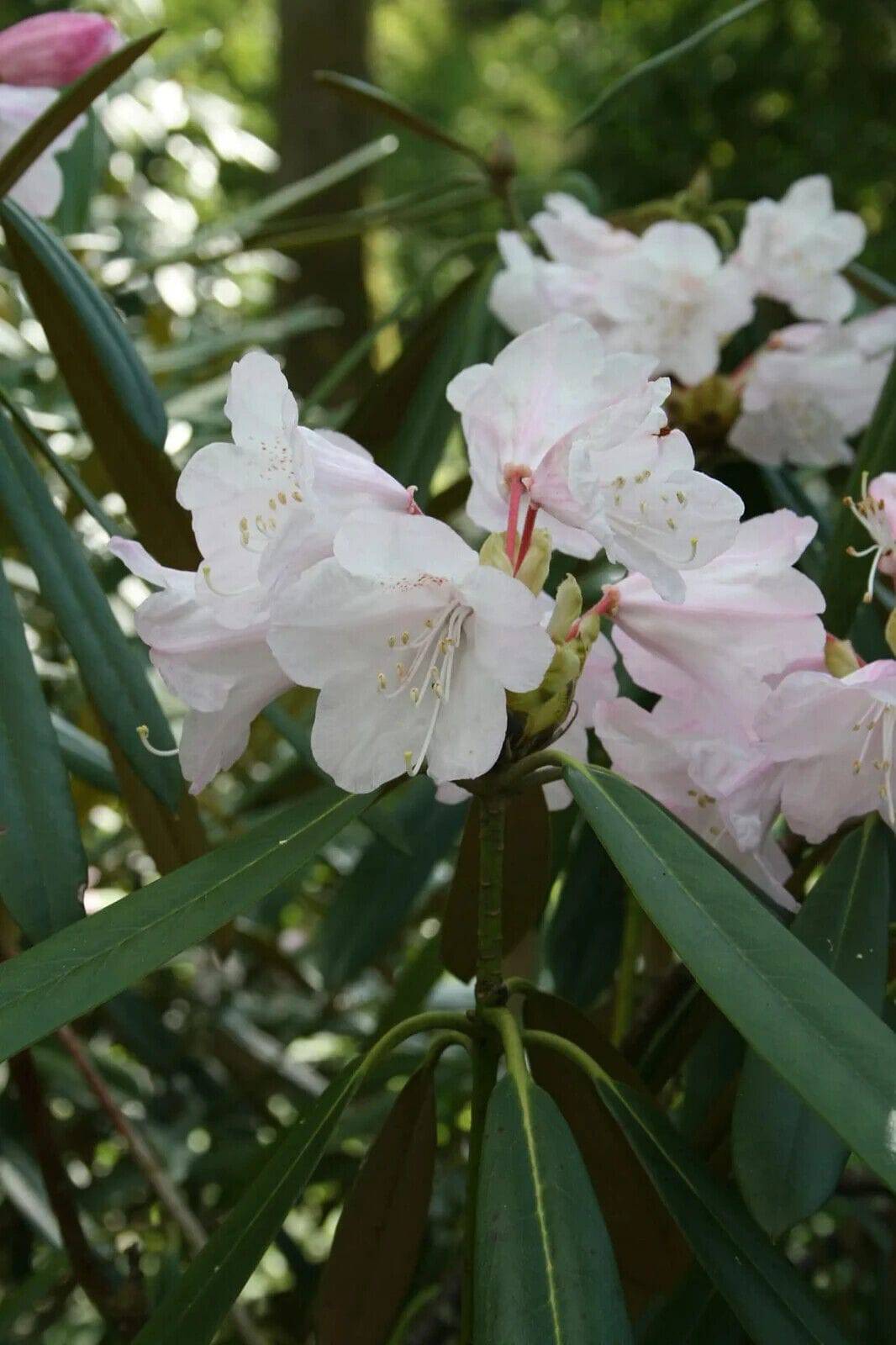 50 Rhododendron adenopodum Seeds, Exotic Rhododendron Seeds - Seedsforgarden (1999-2024 ) .We Ship Seeds & Live Plants Worldwide 