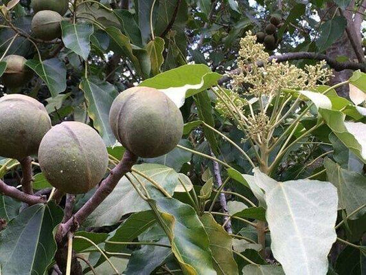 25 Zanthoxylum rugosum Tree Seeds,Zanthoxylum caribaeum subsp. rugosum Seeds - Seedsforgarden (1999-2024 ) .We Ship Seeds & Live Plants Worldwide 