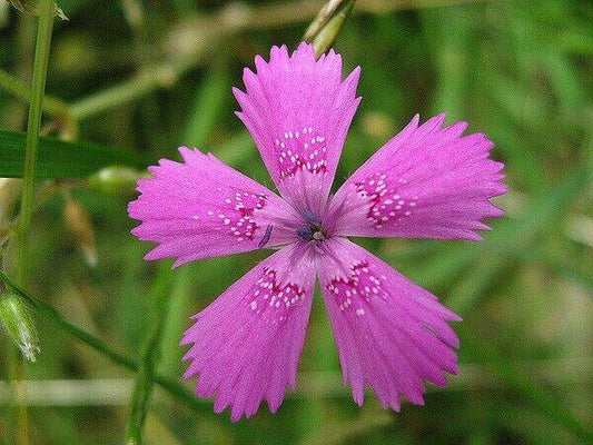 25 Dianthus deltoides Seeds, Maiden pink Dianthus Seeds - Seedsforgarden (1999-2024 ) .We Ship Seeds & Live Plants Worldwide 