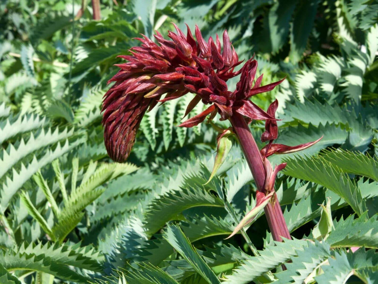 5 Melianthus major Seeds. Giant honey flower Seeds , Honeyflower Seeds , - Seedsforgarden (1999-2024 ) .We Ship Seeds & Live Plants Worldwide 