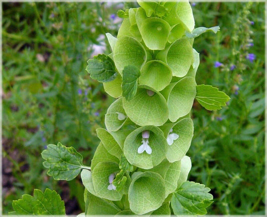25 Moluccella laevis Seeds, Bells-of Ireland Seeds ,Molucca balmis Seeds, - Seedsforgarden (1999-2024 ) .We Ship Seeds & Live Plants Worldwide 