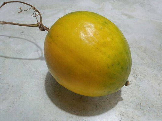 25 Trichosanthes kirilowii Seeds, Chinese Cucumber Seeds, Exotic Vegetable Seeds - Seedsforgarden (1999-2024 ) .We Ship Seeds & Live Plants Worldwide 