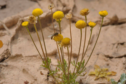 50 Aaronsohnia factorovskyi  Seeds,Flowering Shrub Seeds - Seedsforgarden (1999-2024 ) .We Ship Seeds & Live Plants Worldwide 