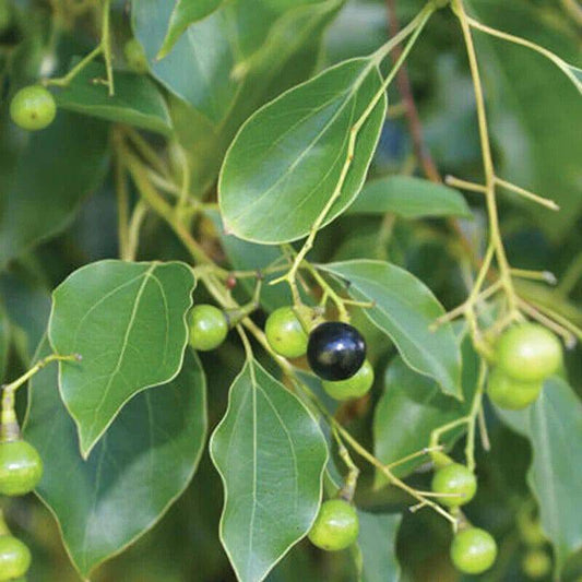 50 Cinnamomum camphora Seeds, camphor laurel Seeds , camphor tree Seeds - Seedsforgarden (1999-2024 ) .We Ship Seeds & Live Plants Worldwide 