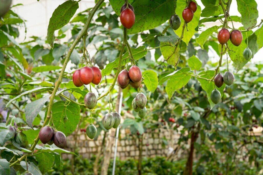 100 Tomato Tree Seeds, Tamarillo Seeds , Cyphomandra betacea Seeds, - Seedsforgarden (1999-2024 ) .We Ship Seeds & Live Plants Worldwide 