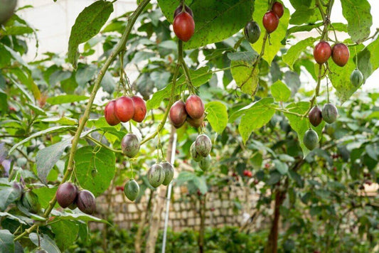100 Tomato Tree Seeds, Tamarillo Seeds , Cyphomandra betacea Seeds, - Seedsforgarden (1999-2024 ) .We Ship Seeds & Live Plants Worldwide 