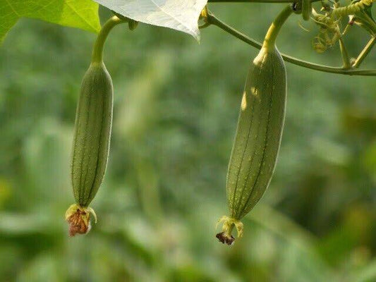 25 Luffa cylindrica Seeds, Dark Green sponge gourd Seeds , Egyptian cucumber Seeds - Seedsforgarden (1999-2024 ) .We Ship Seeds & Live Plants Worldwide 