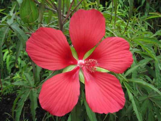 5 Hibiscus coccineus Seeds, Scarlet rosemallow Seeds , Texas star, Brilliant hibiscus Seeds - Seedsforgarden (1999-2024 ) .We Ship Seeds & Live Plants Worldwide 