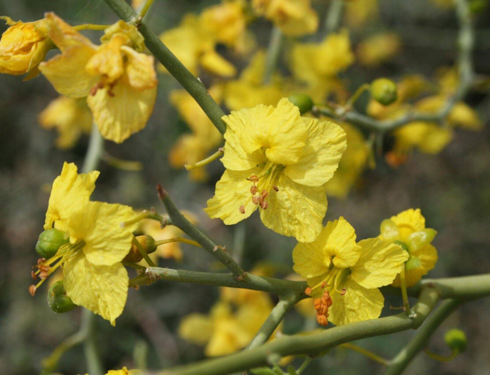 5 Parkinsonia florida Seeds, Cercidium floridum Seeds, Blue palo verde - Seedsforgarden (1999-2024 ) .We Ship Seeds & Live Plants Worldwide 
