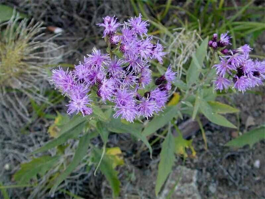 50 Saussurea lappa Seeds , Saw wort Seeds,  now lotus Plant Seeds, - Seedsforgarden (1999-2024 ) .We Ship Seeds & Live Plants Worldwide 