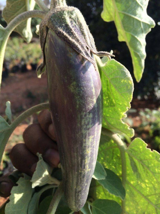 50 Bangladesh Long Eggplant , Green Eggplant Seeds, Aubergine Bangladesh Long Brinjal Seeds - Seedsforgarden (1999-2024 ) .We Ship Seeds & Live Plants Worldwide 