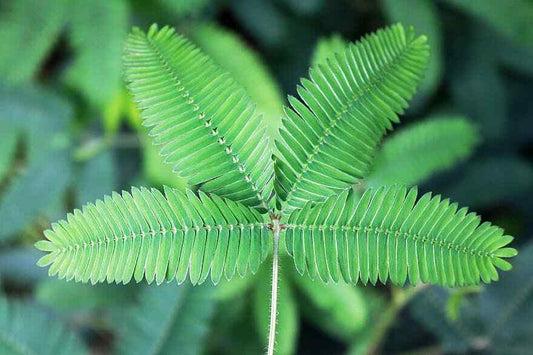 200  Mimosa Pudica Seeds , Sensitive Plant, Touch Me Not, Shrinking PlanT - Seedsforgarden (1999-2024 ) .We Ship Seeds & Live Plants Worldwide 