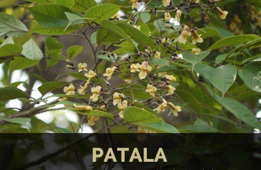 25 Stereospermum suaveolens Seeds, Patala Tree Seeds - Seedsforgarden (1999-2024 ) .We Ship Seeds & Live Plants Worldwide 
