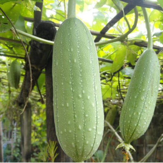 25 Sponge gourd Seeds, Non-Hybrid, Open Pollinated Seeds,  Egyptian cucumber - Seedsforgarden (1999-2024 ) .We Ship Seeds & Live Plants Worldwide 
