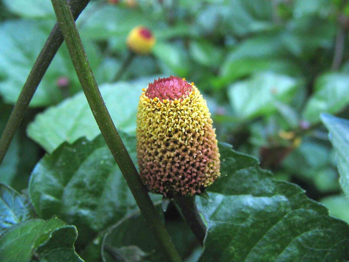 1000 Spilanthes acmella Seeds, Toothache Plant Seeds - Seedsforgarden (1999-2024 ) .We Ship Seeds & Live Plants Worldwide 