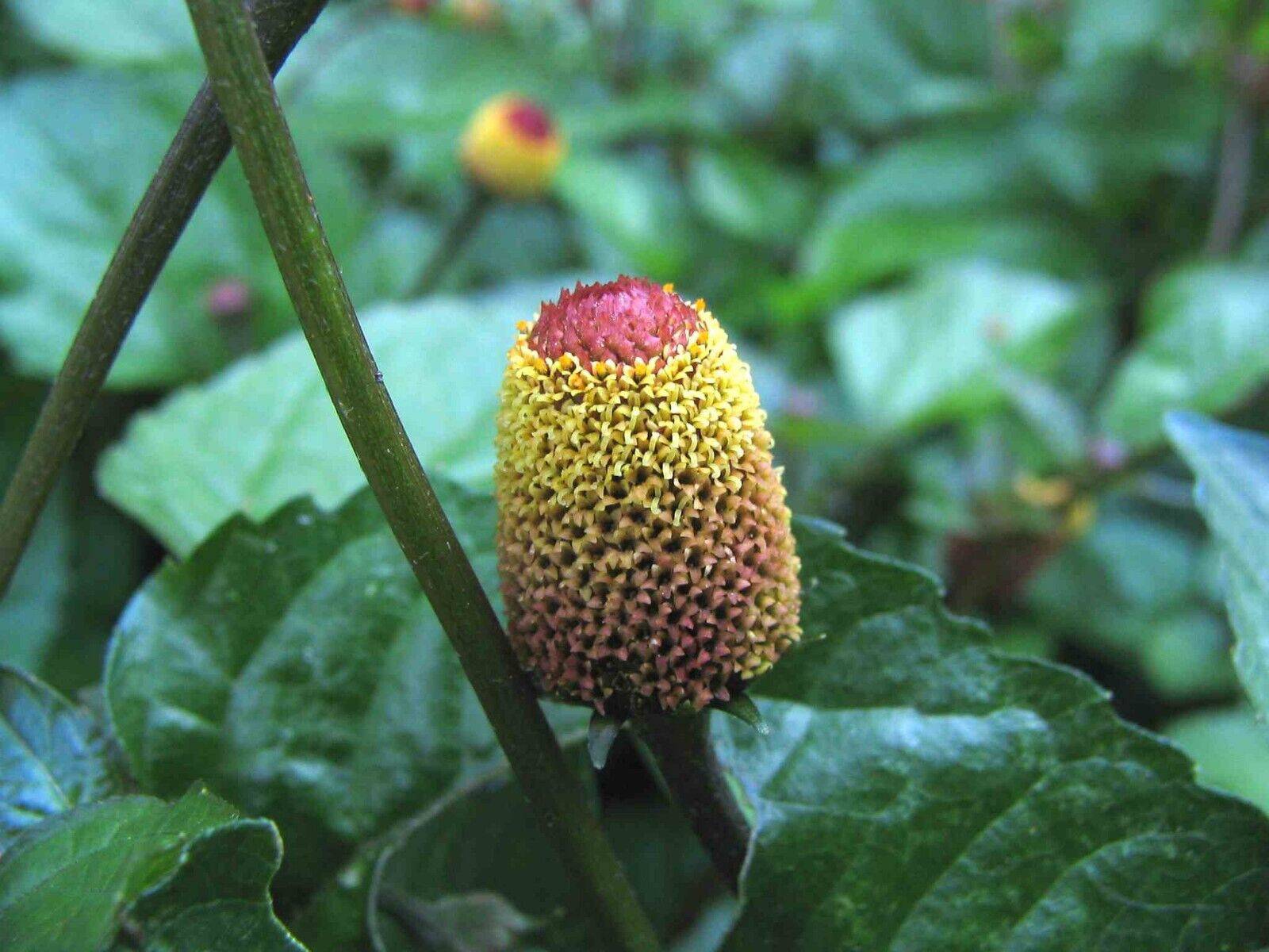 1000 Spilanthes acmella Seeds, Toothache Plant Seeds - Seedsforgarden (1999-2024 ) .We Ship Seeds & Live Plants Worldwide 