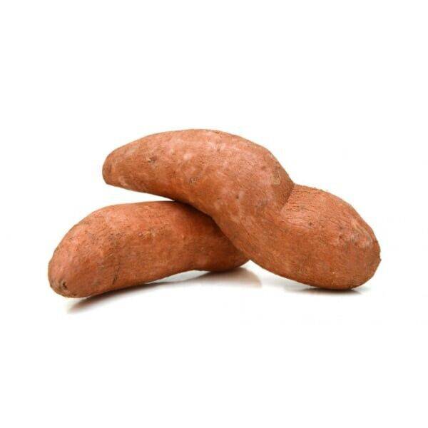 2 Sweet Potato Rhizomes  , Ipomoea batatas Bulbs . Sweet potato Bulbs. For Growing - Seedsforgarden (1999-2024 ) .We Ship Seeds & Live Plants Worldwide 