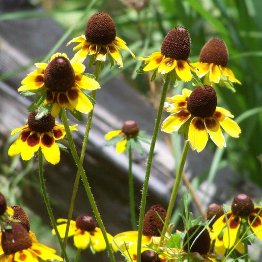 25 Dracopis amplexicaulis Seeds, Clasping coneflower Seeds - Seedsforgarden (1999-2024 ) .We Ship Seeds & Live Plants Worldwide 