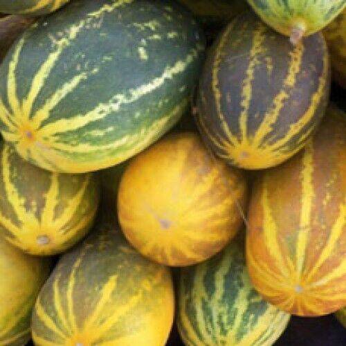 25 Sambar Cucumber Seeds, Dosakkai Cucumber Seeds, Non -Gmo Seeds - Seedsforgarden (1999-2024 ) .We Ship Seeds & Live Plants Worldwide 