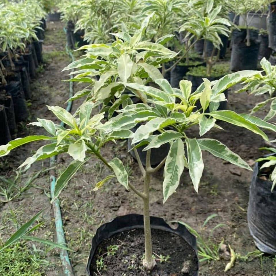 2 Rare Baobab Variegated Plant, Adansonia Digitata Variegated Plant Grafted . With Phytosanitary certificate - Seedsforgarden (1999-2024 ) .We Ship Seeds & Live Plants Worldwide 