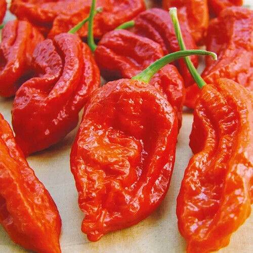100 Ghost Peppers Seeds ,Fresh Organic Bhut Jolokia Seeds, Worlds Hottest Pepper - Seedsforgarden (1999-2024 ) .We Ship Seeds & Live Plants Worldwide 