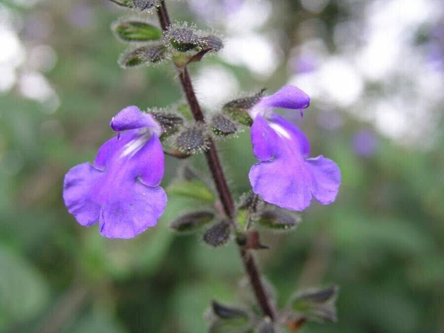 10 Salvia amarissima Seeds, Bitter Mexican sage, Salvia circinnata, Salvia amara - Seedsforgarden (1999-2024 ) .We Ship Seeds & Live Plants Worldwide 